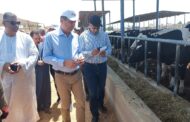 علاء فاروق : يشارك في الاحتفال بوصول 1000 رأس من الأبقار المستوردة بمحطة الإنتاج الحيواني بالنوبارية